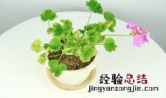 室内驱蚊虫植物盆栽有哪些 室内驱蚊虫植物盆栽介绍