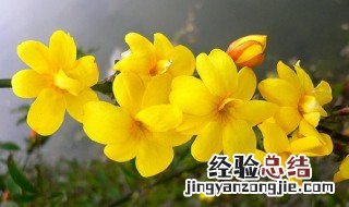 迎春花是什么颜色的 常见的迎春花是什么颜色的