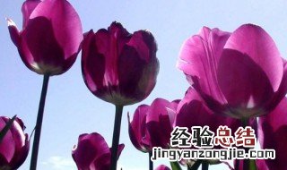 郁金香开完花后种球怎么保存 如何保存郁金香开完花后种球