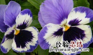 蝴蝶花怎么养 蝴蝶花怎么养?