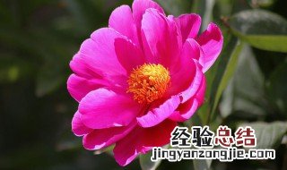 芍药怎么养 芍药怎么养殖方法