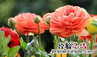 花毛茛怎么养 花毛茛怎么养水泡的