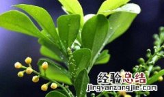 米兰花的寓意是什么 米兰花的寓意是什么意思