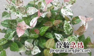 络石花叶的修剪方法 络石花叶的修剪方法图解
