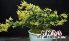 石斛花盆种植方法视频教程 石斛花盆种植方法