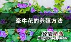 牵牛花的养殖方法有哪些 牵牛花养殖方法和注意事项