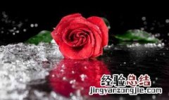 玫瑰花束保湿方法 玫瑰花束如何保鲜