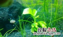 香蕉草繁殖方法图解 香蕉草繁殖方法