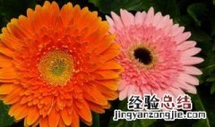 非洲菊怎么养 锦鲤非洲菊怎么养