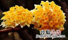 结香的功效与作用及食用方法 结香有什么作用