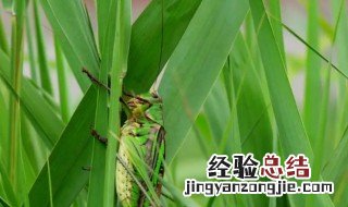 北方粽叶是什么植物的叶子 北方粽子叶是什么植物的叶子