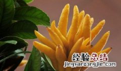 佛手花修剪方法 佛手花修剪方法视频