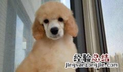 巨贵犬多少钱一只 黑白花巨贵犬多少钱一只