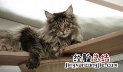 缅因猫多少钱一只纯种 缅因猫多少钱一只