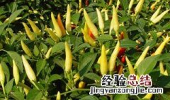 小米辣种植基地图片 小米辣种植时间和方法