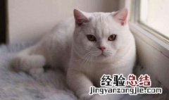 银渐层猫多少钱一只 金渐层猫多少钱一只