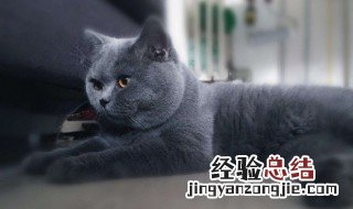 英短蓝猫多少钱一只 英短蓝猫多少钱一只正常价