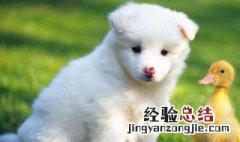 成年萨摩耶犬多少钱一只 萨摩耶犬多少钱一只