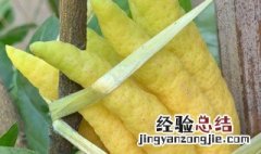 佛手瓜种植时间和方法 如何种植佛手瓜方法视频