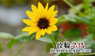 葵花籽种植技术 葵花籽种植时间和方法