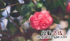 山茶花的养殖方法 盆栽 家庭 山茶花的养殖方法盆栽家庭