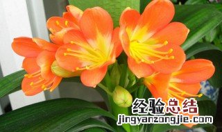 君子兰换盆可以用多菌灵泡根吗 好好爱护花草哦