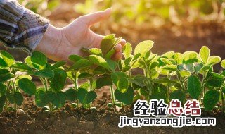 四季速生快菜种植方法视频 四季速生快菜种植方法