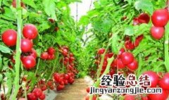 千禧果种植时间和方法图 千禧果种植时间和方法