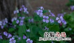 二月兰种子种植方法 二月兰种子种植方法图解