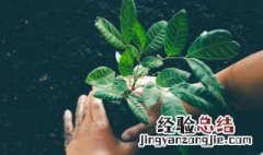 什么植物不可以放卧室里面 什么植物不可以放卧室