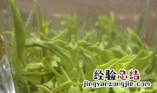 金叶茶是什么茶叶 金叶茶是什么茶