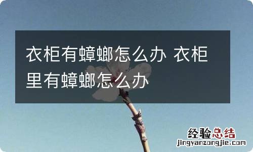 衣柜有蟑螂怎么办 衣柜里有蟑螂怎么办