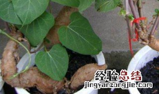 何首乌种植时间和方法 何首乌种植条件和方法