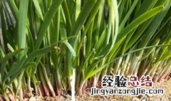 韭菜苗怎么种植方法图解 韭菜苗怎么种植方法