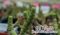 钱串爆盆最简单方法 钱串子放在哪里旺财