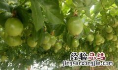 鸡蛋果种植方法和技巧视频 鸡蛋果怎么种植方法