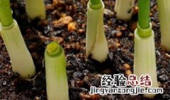 种植小葱的正确方法和时间 种植小葱的正确方法