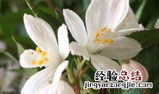 溲疏雪樱花地栽种植方法 溲疏雪樱花种植方法