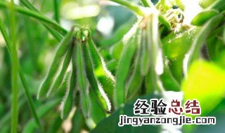 毛豆种植技术和管理方法 毛豆种植技术和管理方法有哪些