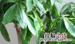 庭院八种植物招财又旺宅 什么植物招财又旺宅