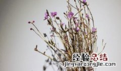 干枝杜鹃怎样保存 干枝杜鹃如何保存