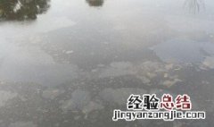 鱼塘水面有一层黄膜怎么办 鱼塘水面起黄膜怎么去除