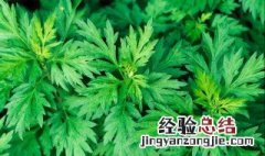 艾草去螨虫的方法 艾草去螨虫的方法