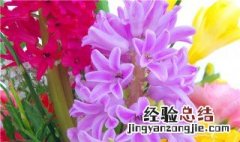 风信子花开后怎么处理 风信子开花后就死了吗