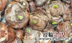 水仙球茎怎么处理 水仙种球如何养护