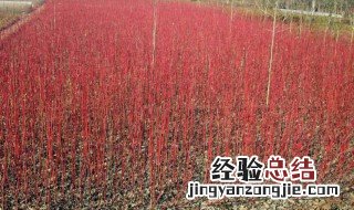 红瑞木水养方法 红瑞木水养好养吗