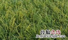 种植麦冬方法 怎么种植麦冬