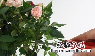 玫瑰花修剪方法 玫瑰花修剪方法及技术介绍