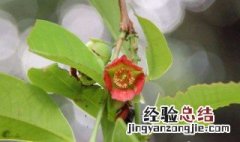 黄牛木种植方法 黄牛木如何种植