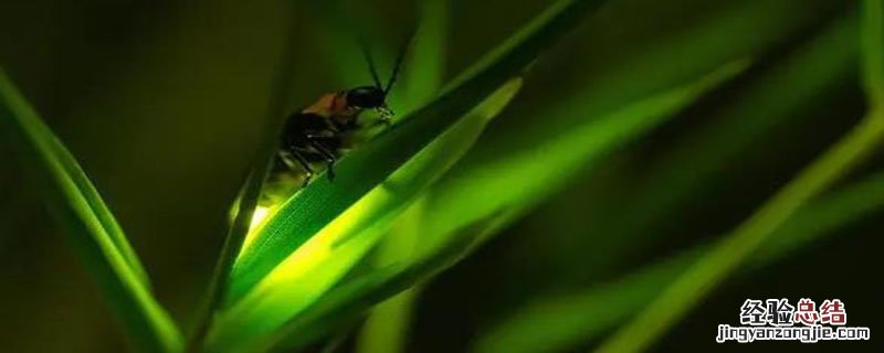 萤火虫出现在什么季节呢 萤火虫出现在什么季节